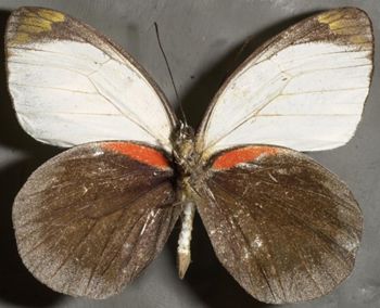 Media type: image;   Entomology 16619 Aspect: habitus ventral view